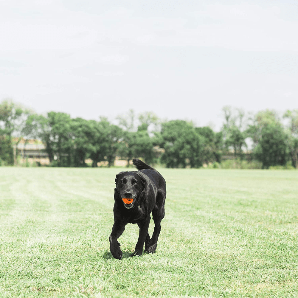 Chuckit! Breath Right Fetch Toy for Dogs | For Medium Chewers image 5