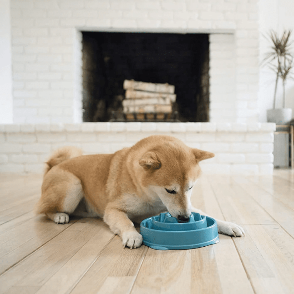 Outward Hound Fun/Slow Feeder for Dogs (Teal) image 6