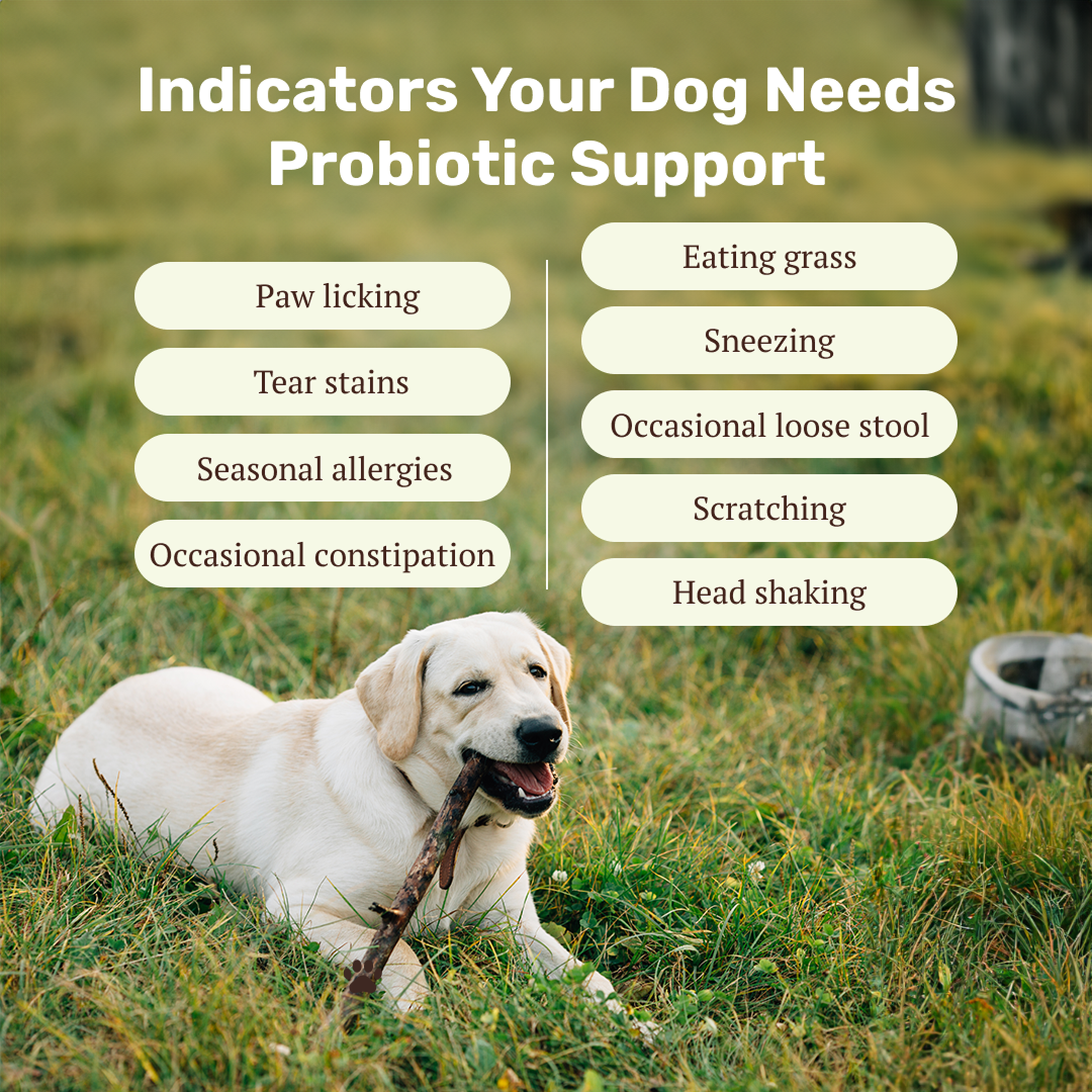 Absolut Pet Probiotics Gut & Hip, Joint Care & Skin & Coat with Collagen Health Dog Supplements Combo image 4