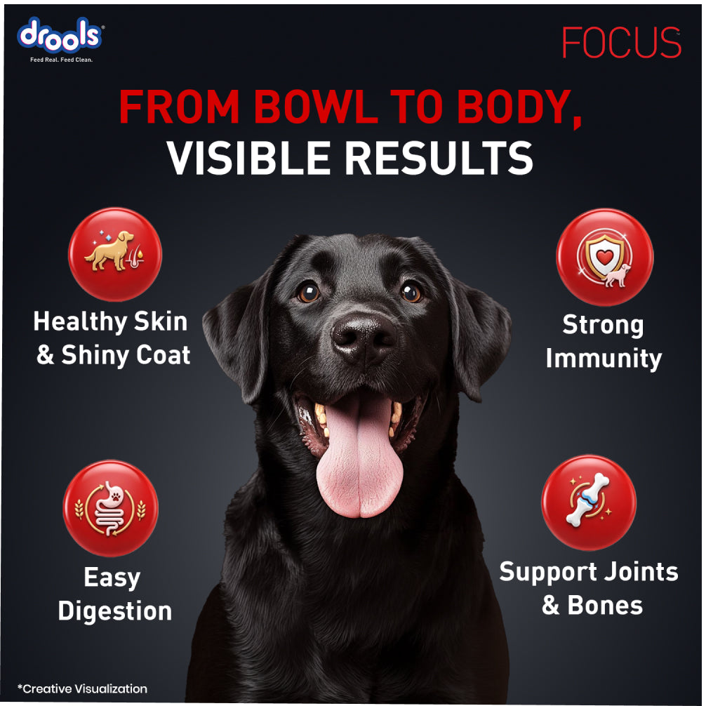 Drools Focus Super Premium Adult Dog Dry Food | Corn & Wheat Free Formula image 9
