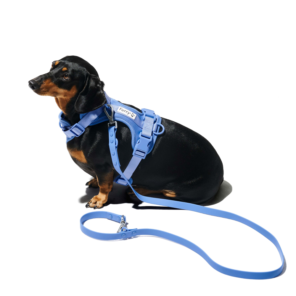 Furry & Co Weatherproof Leash for Dogs (Everest Blue) image 5