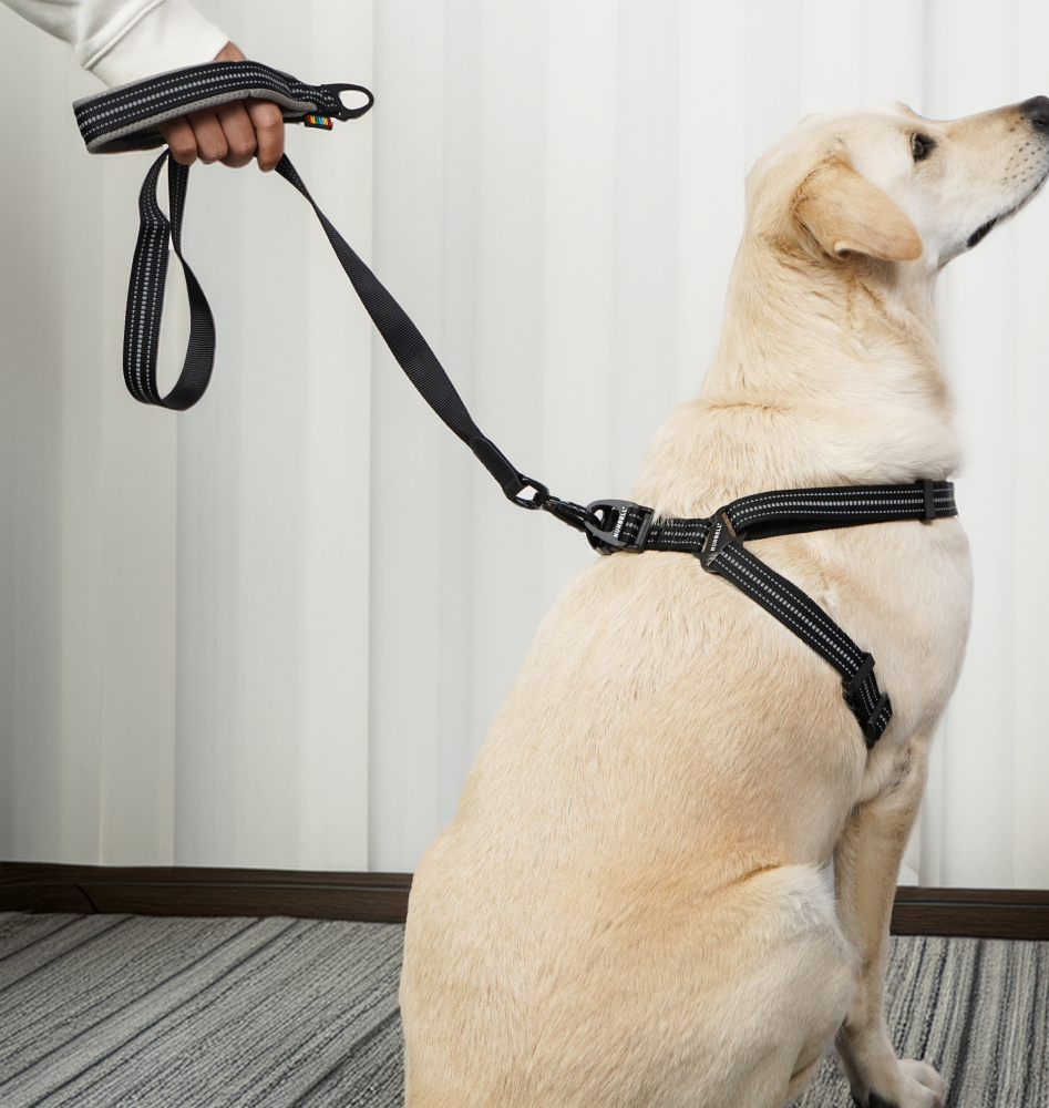 Skatrs Adventure in Style & Comfort Eclipse Leash for Dogs and Cats (Black) image 3