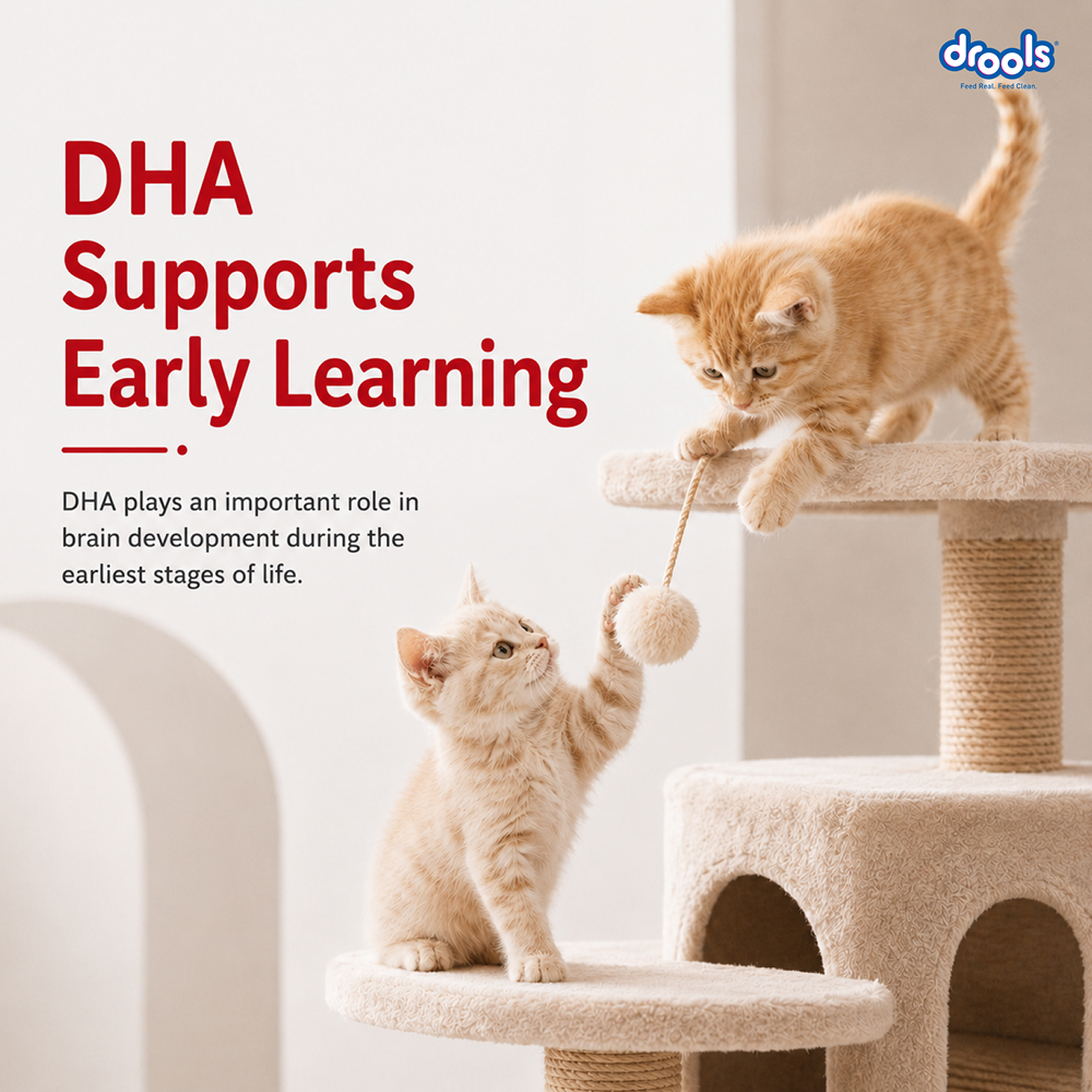 Drools Mackerel Kitten (1 to 12 Months) Cat Dry Food image 3