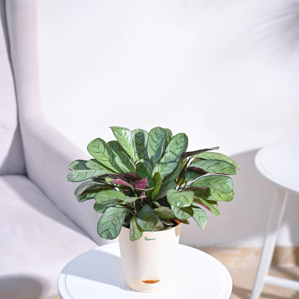 Ugaoo Calathea Prayer Indoor Live Pet Safe Plant with Pot image 4