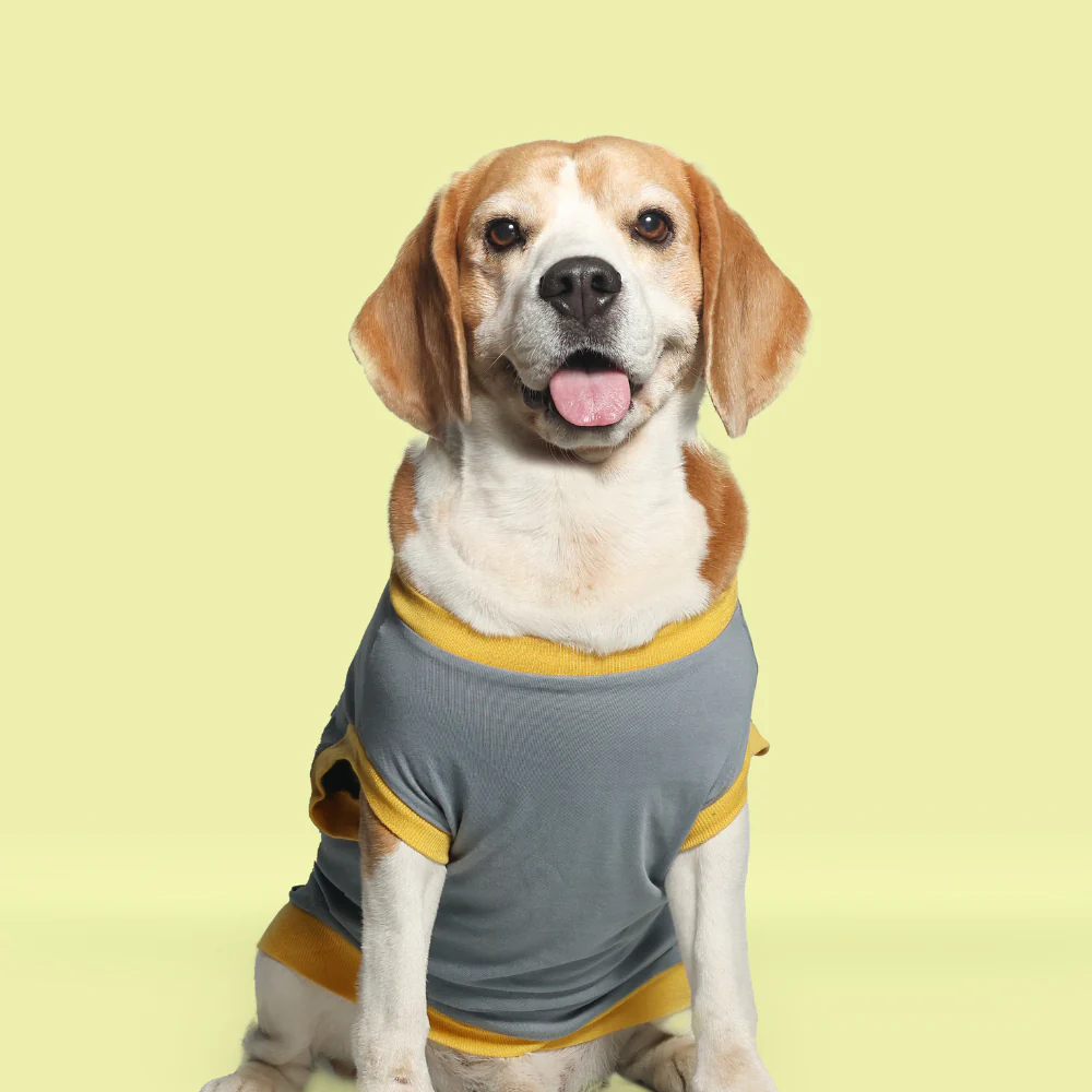 Pet Set Go Single Taken In Relationship Sleeveless Tshirt for Dogs (Grey) image 5