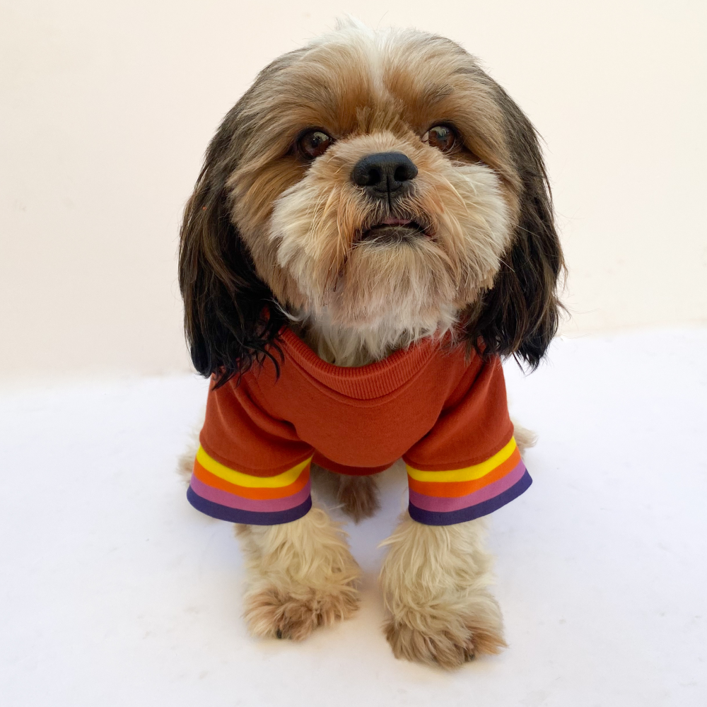 Pawgypets Smiley Sweatshirt for Dogs and Cats (Rust) image 3