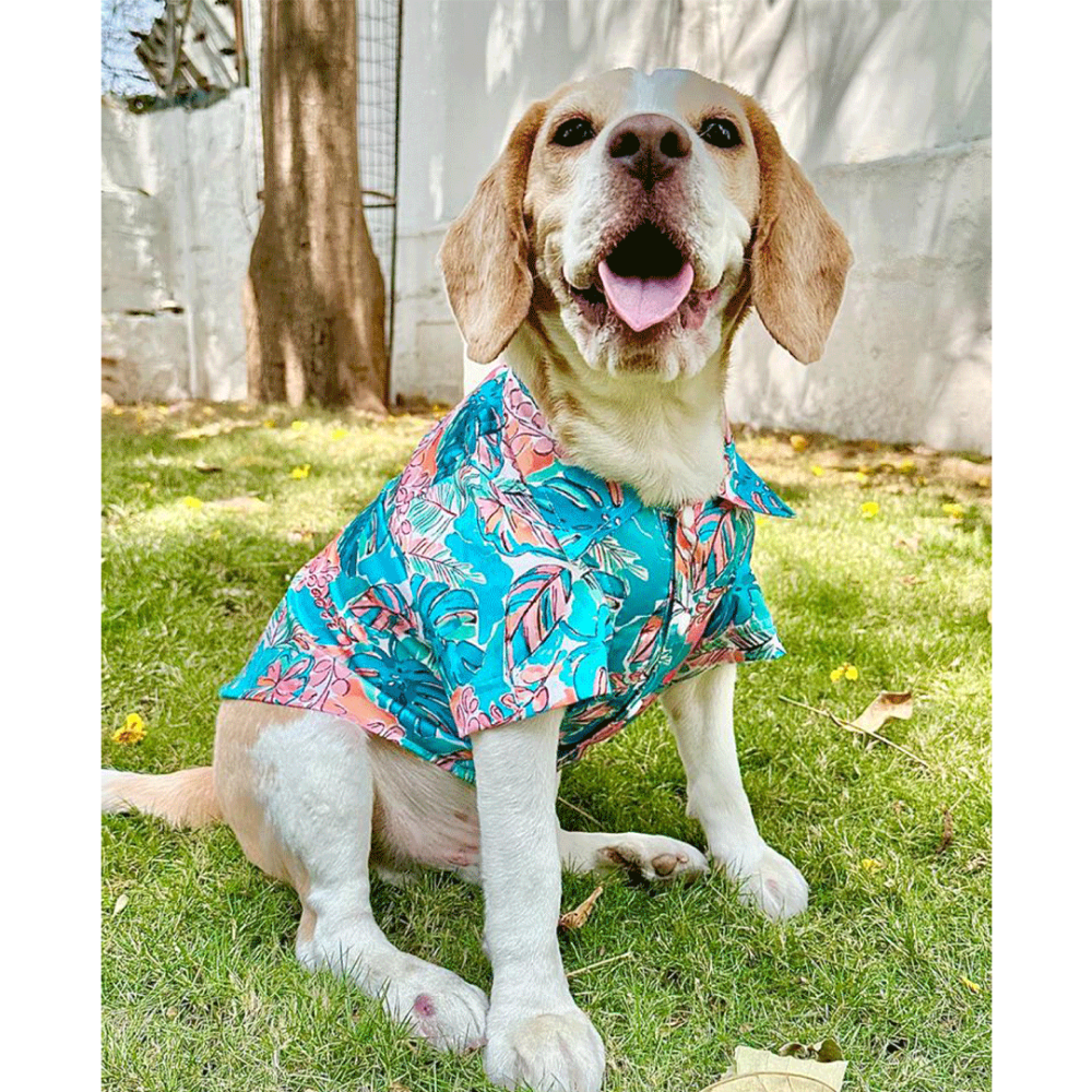 Dogobow Tropicana Shirt for Dogs and Cats (Aqua Blue) (Get a Bow Free) image 3