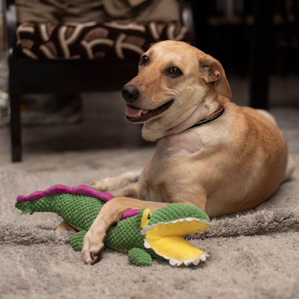 Barkbutler Aly The Gator Plush Toy for Dogs | For Medium Chewers (Green) image 10
