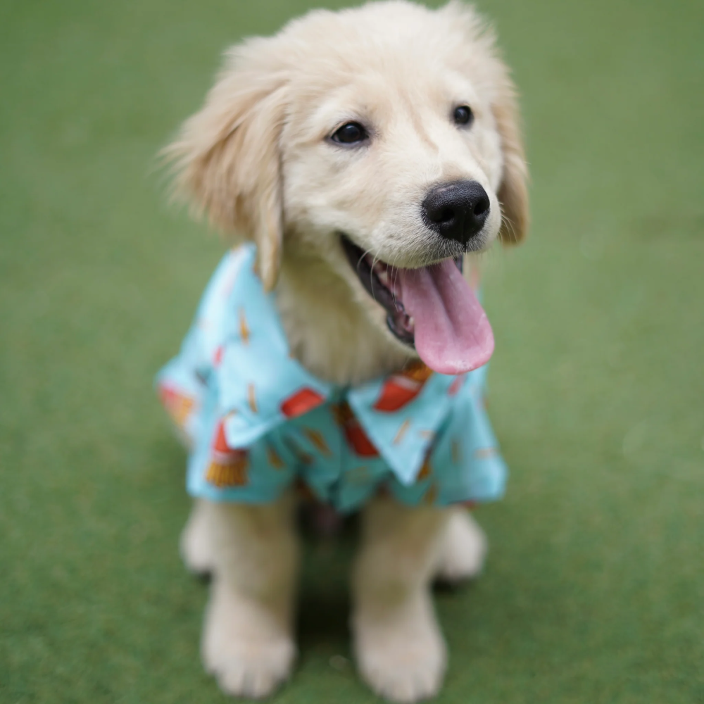 Pawgypets Fries Over Guys Shirt for Dogs (Blue) image 5