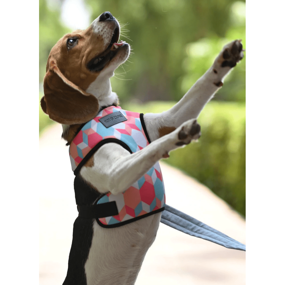 Mutt of Course Candy Barr Harness for Dogs image 3
