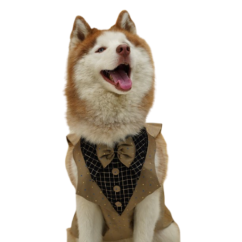 Floof & Co Tuxedo for Dogs (Khaki) image 5