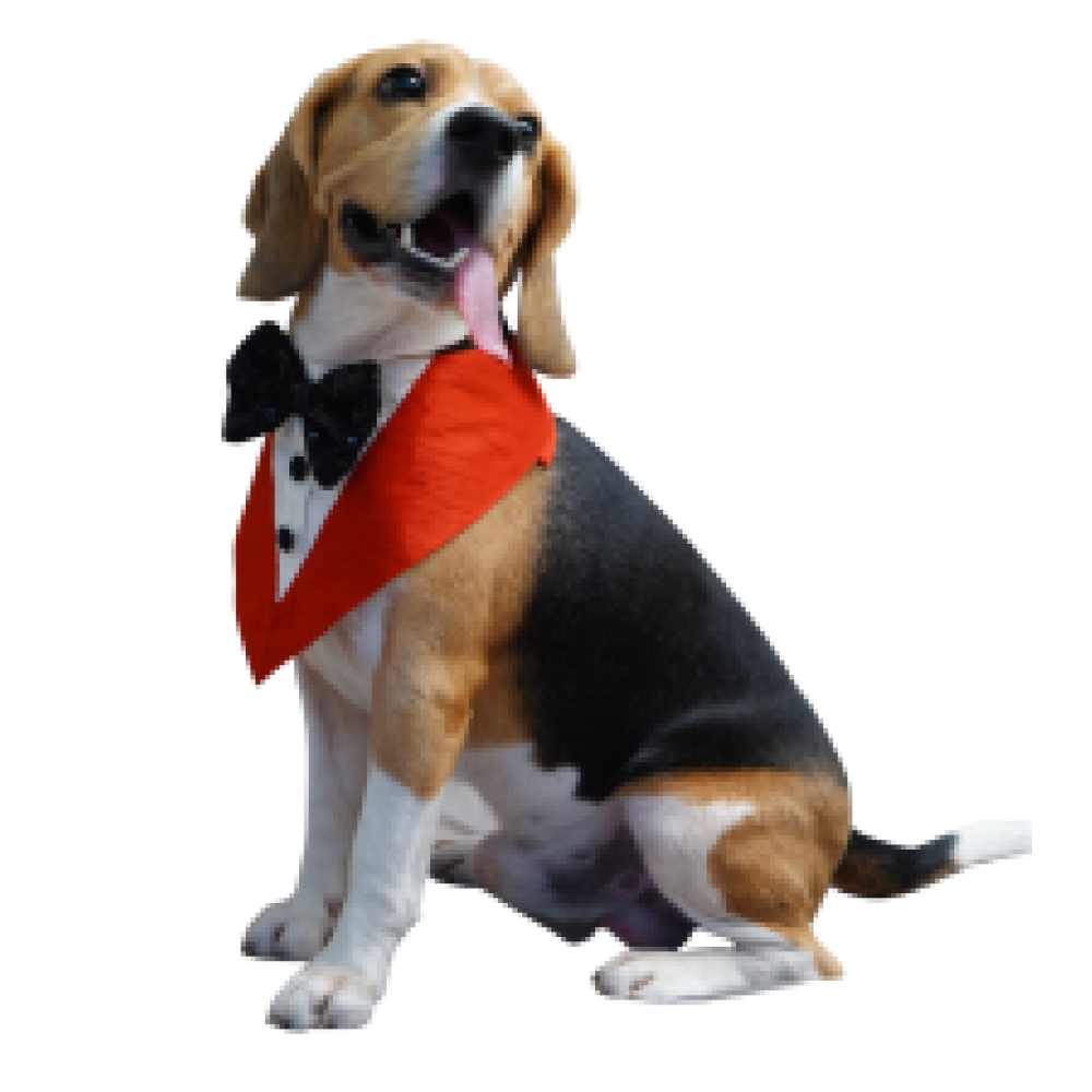 Floof & Co Tux Bandana Triangle for Dogs (Red) image 2