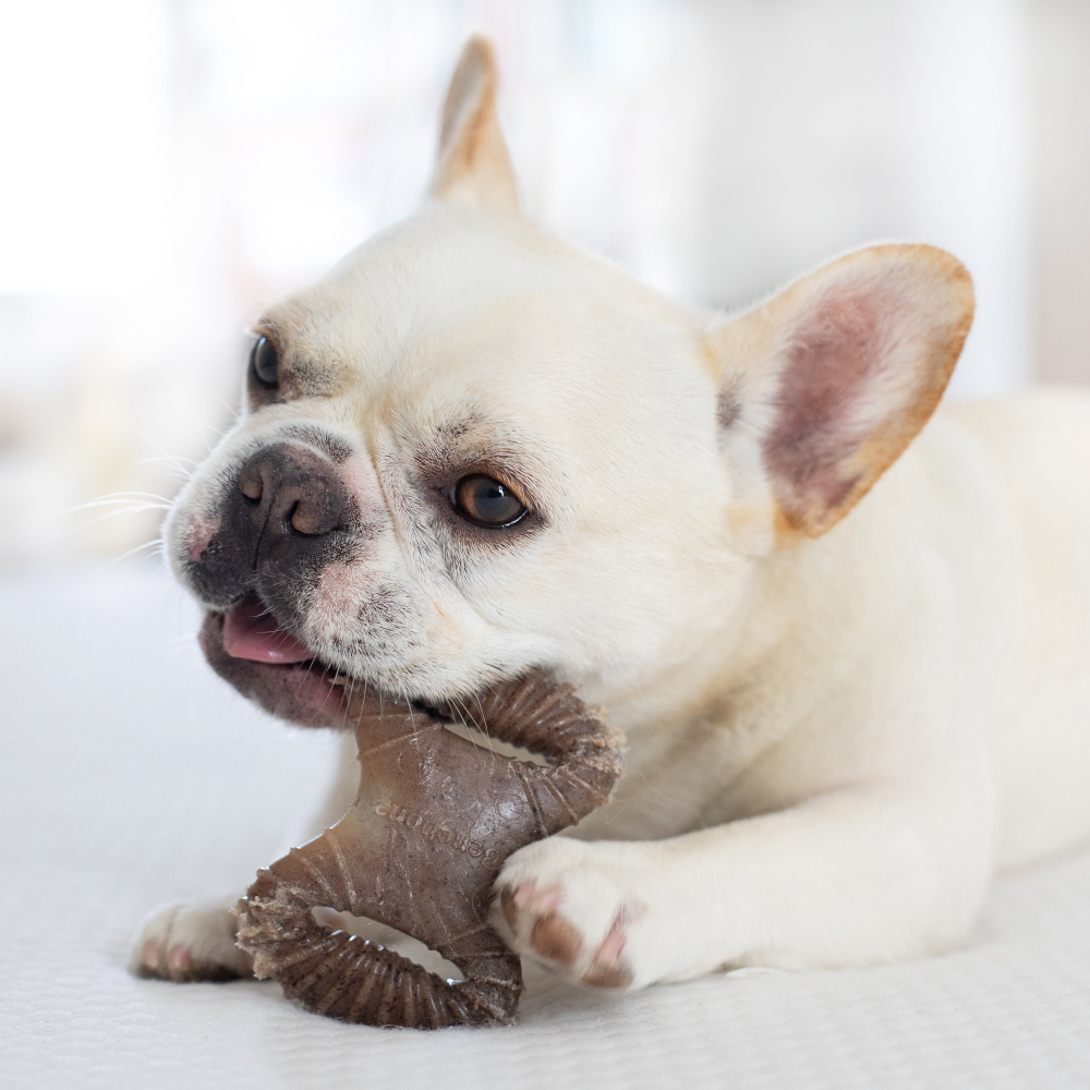 Benebone Bacon Flavored Dental and Wishbone Chew Toys for Dogs image 5