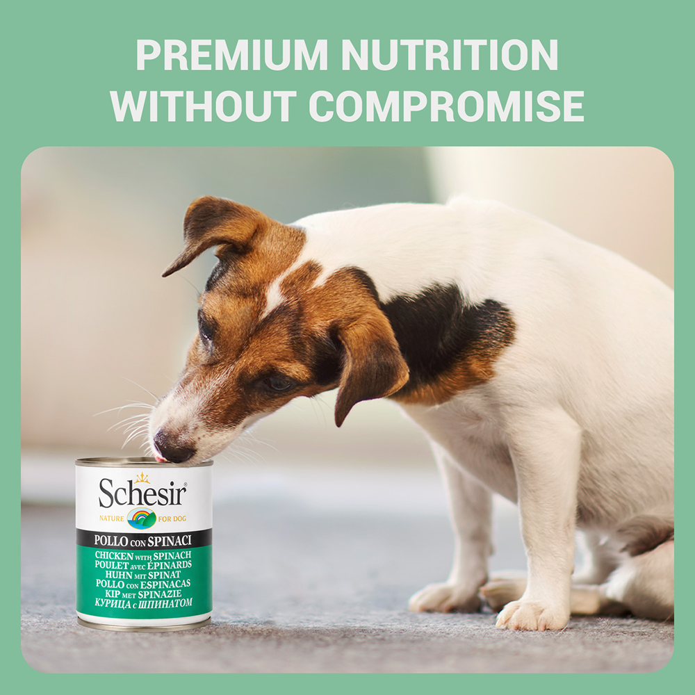 Schesir Chicken & Rice with Spinach in Jelly Dog Wet Food image 5
