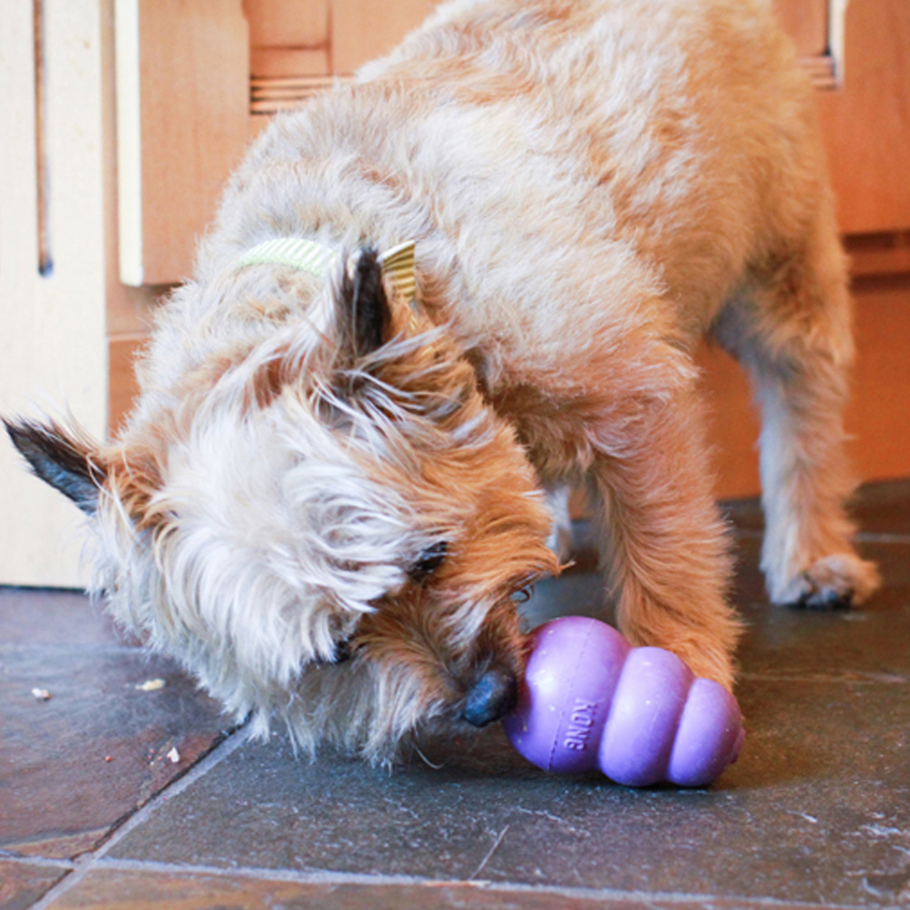 Kong Senior Toy for Dogs (Purple) image 2