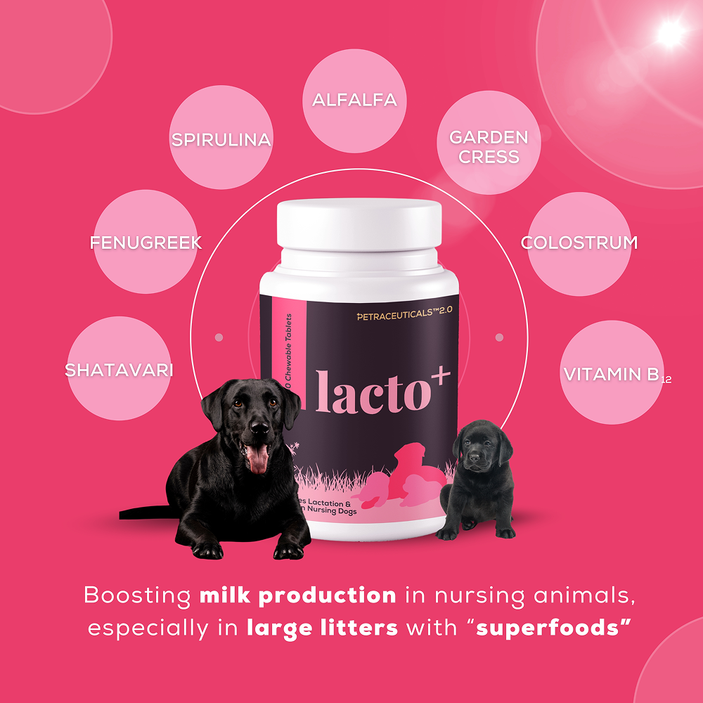 Venttura Lacto Plus Milk Boosters Chewable Tablets for Dogs image 3