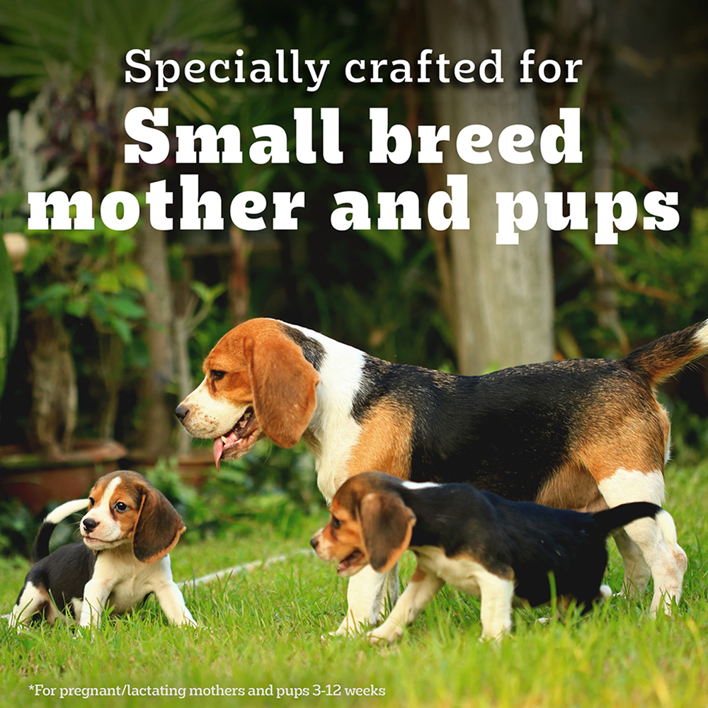 Pedigree PRO Expert Nutrition Lactating/Pregnant Mother & Puppy Starter (3 to 12 Weeks) Small Breed Dog Dry Food image 8