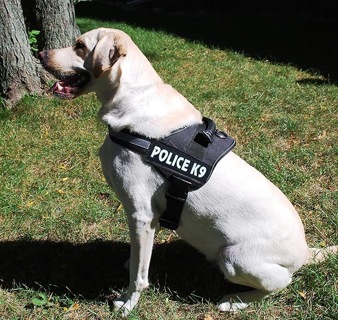 Skatrs Police K9 Harness for Dogs (Orange) image 4