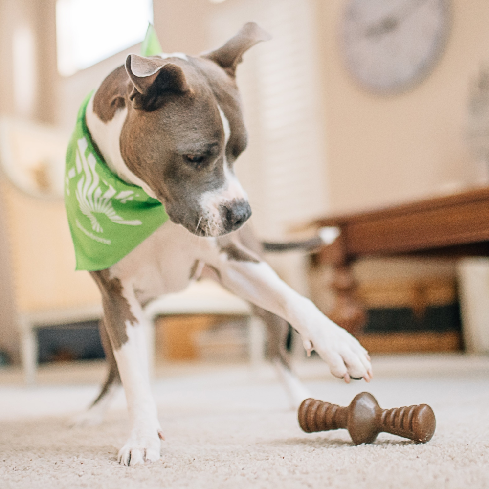 Benebone Chicken Flavored Zaggler Chew Toy  for Dogs image 7