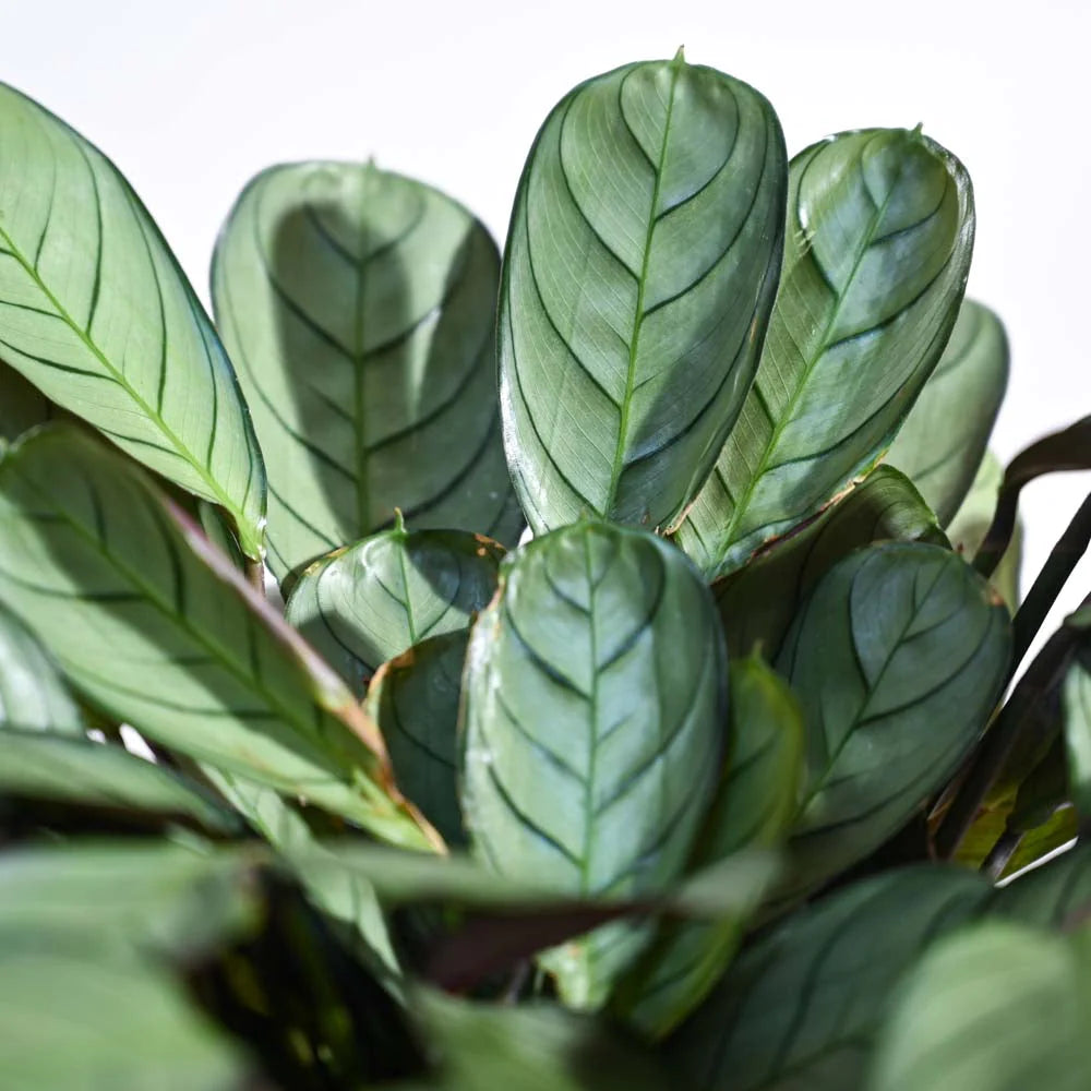 Ugaoo Calathea Prayer Indoor Live Pet Safe Plant with Pot image 2