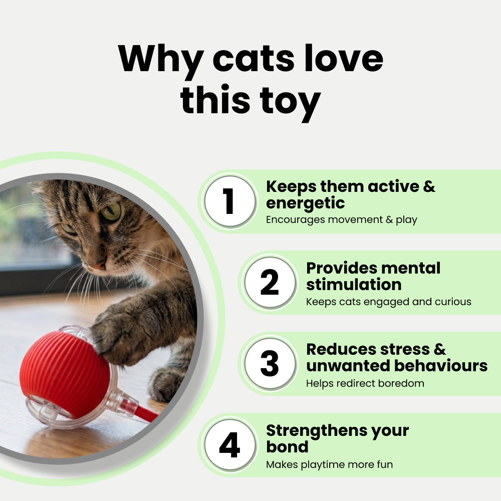 Talking Dog Club Automatic Rotating Interactive LED Ball for Cats, Kittens and Puppies (Red) image 5