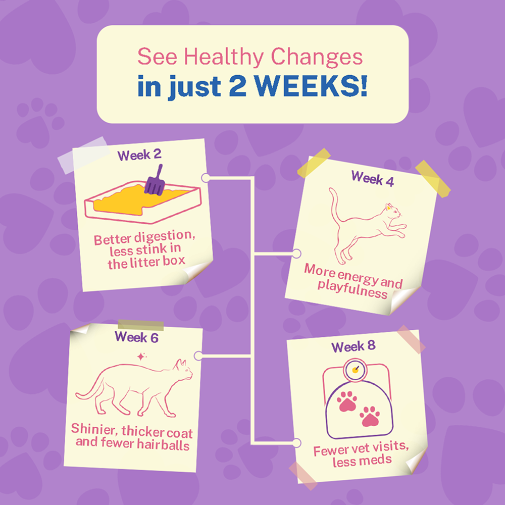 Smylo Kitten Chicken & Liver, Pomegranate, Fresh & No-Preservative Wet Cat Food image 9