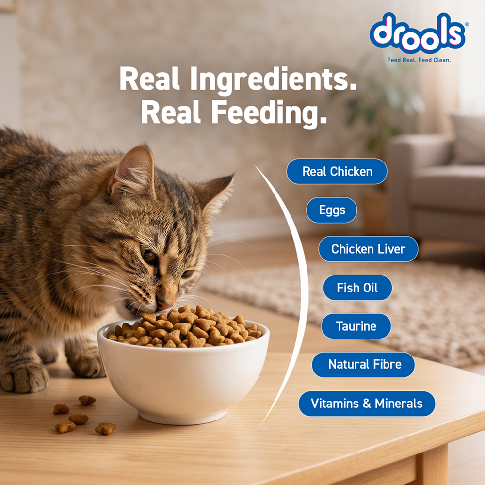 Drools Real Chicken Adult Cat Dry Food image 5