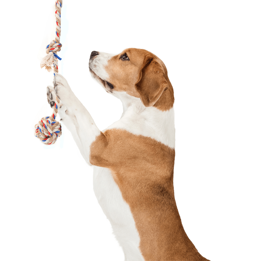 Barkbutler x Fofos Flossy Rope Toy with Ball for Dogs image 7
