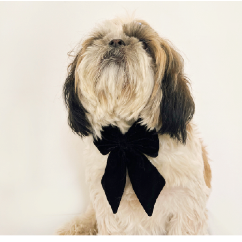 Pawgypets Pigtail Bowtie for Dogs and Cats image 3