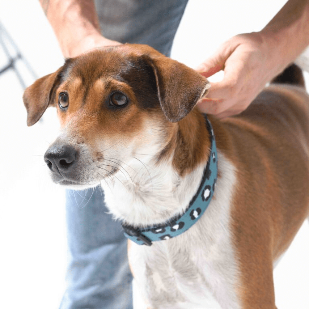Furry & Co Wild One Comfort Collar for Dogs image 4