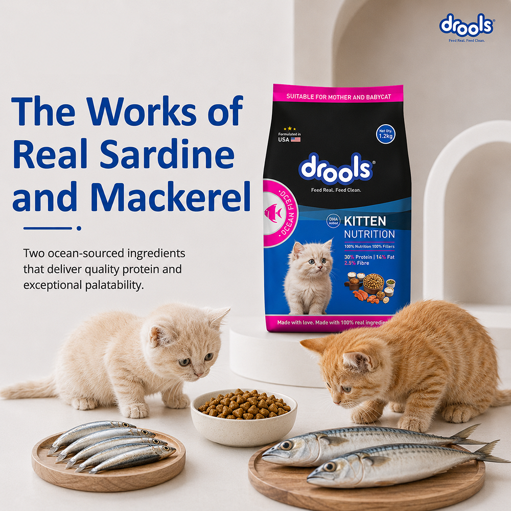 Drools Ocean Fish Kitten Cat Dry Food image 9
