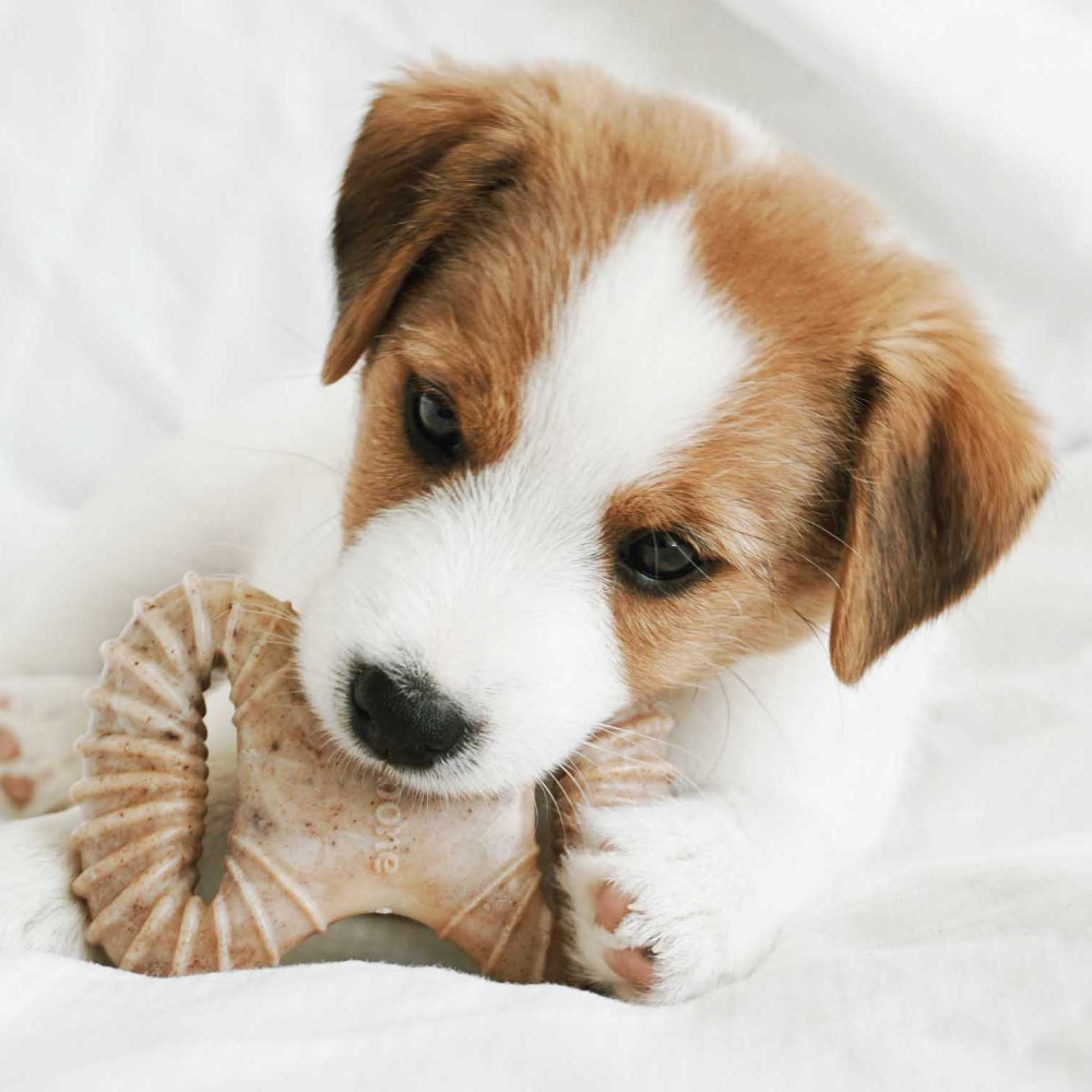 Benebone Bacon Flavored Dental and Wishbone Chew Toys for Puppy image 2