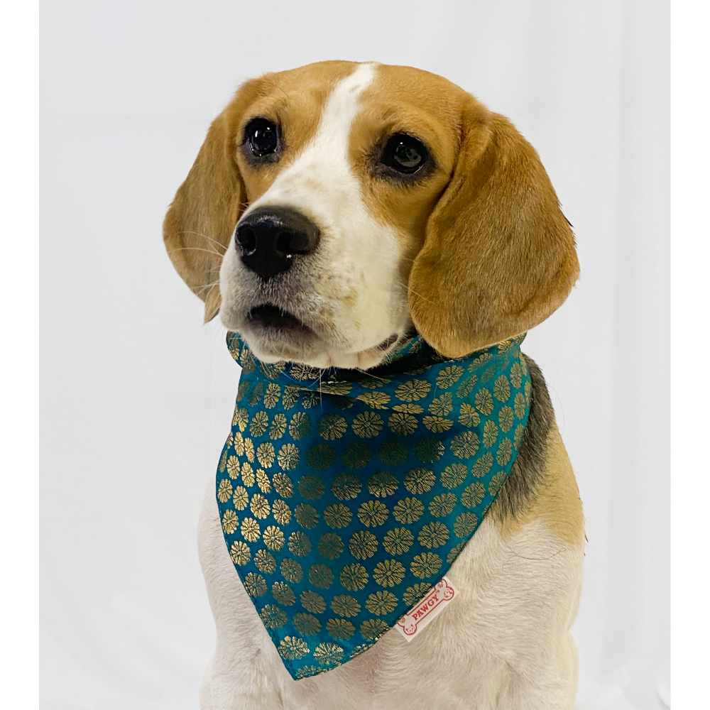 Pawgypets Occasion Wear Bandana for Dogs and Cats (Teal Blue) image 3