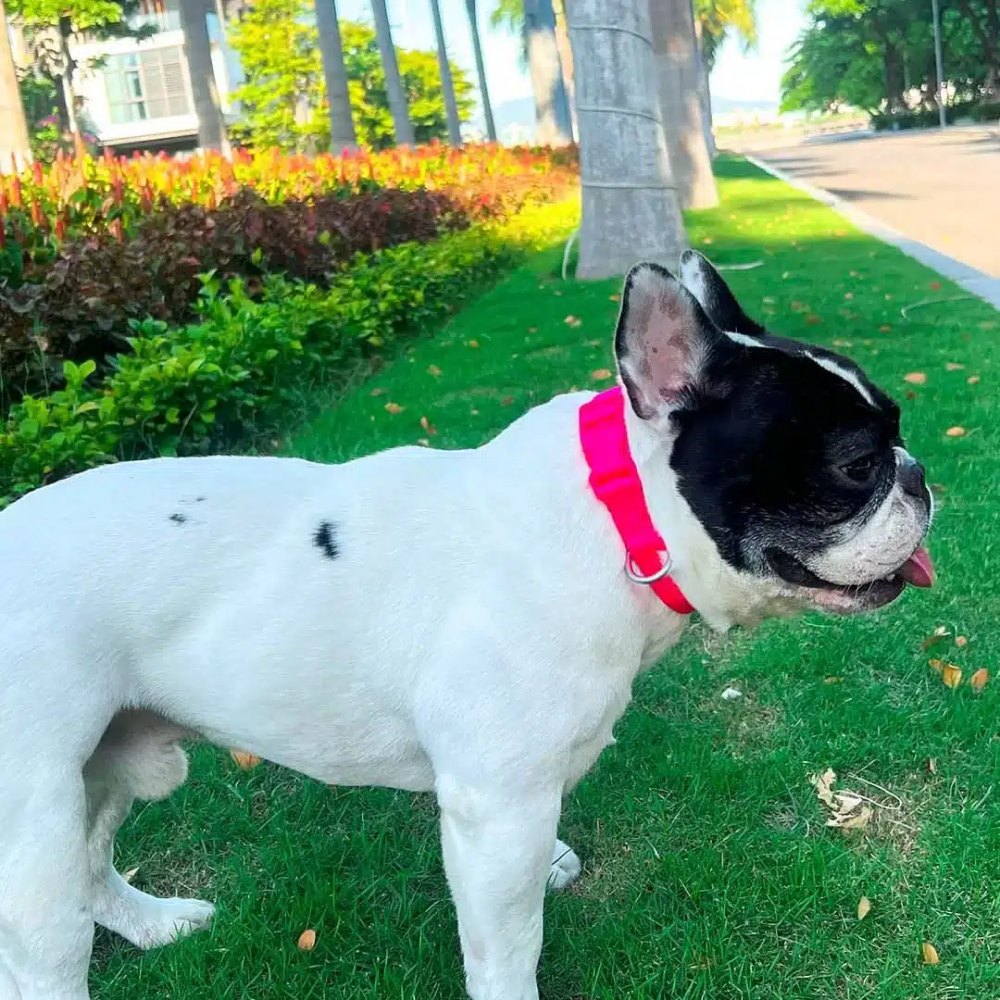 Furry & Co Ultra Collar for Dogs (Electra) image 3