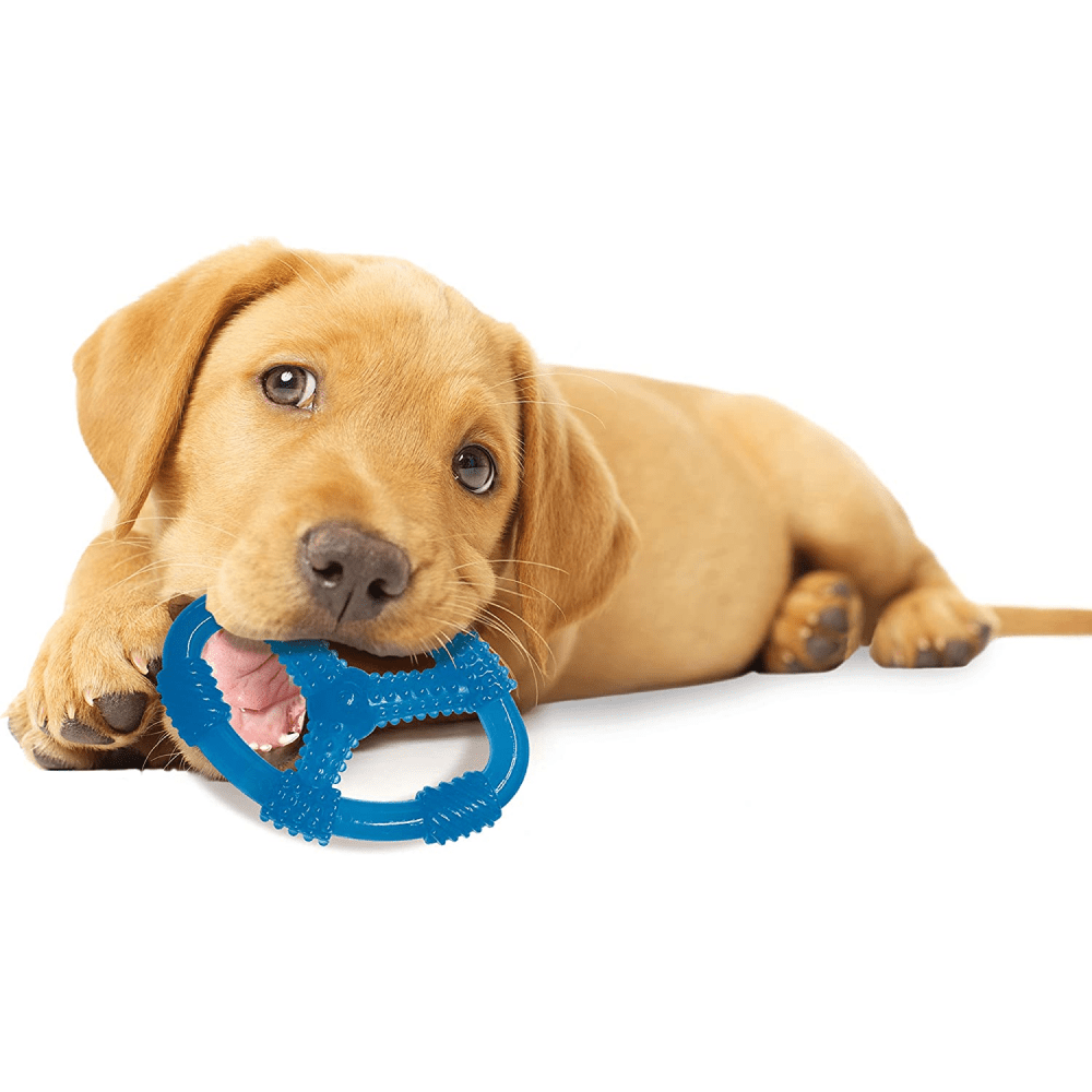 Nylabone Puppy Teething Peanut Butter Flavoured Chew Ring Toy for Dogs (Blue) image 3