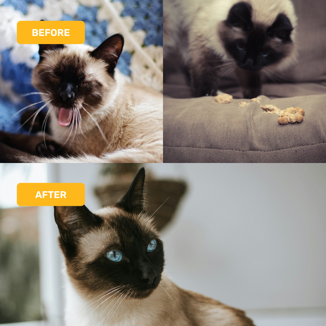 Absolut Pet Hair Ball Relief Creamy Supplements for Cat image 5