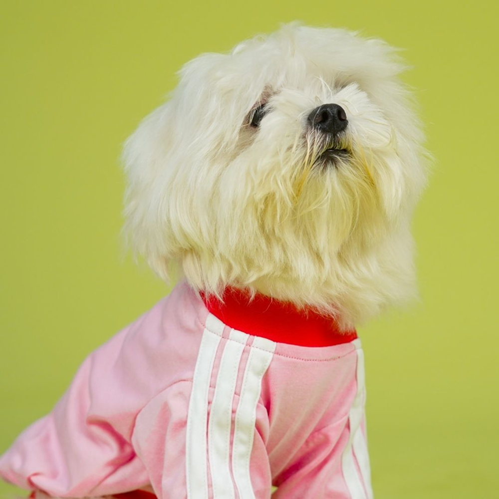 Pets Way Dive In Stripes Tshirt for Dogs (Blush)