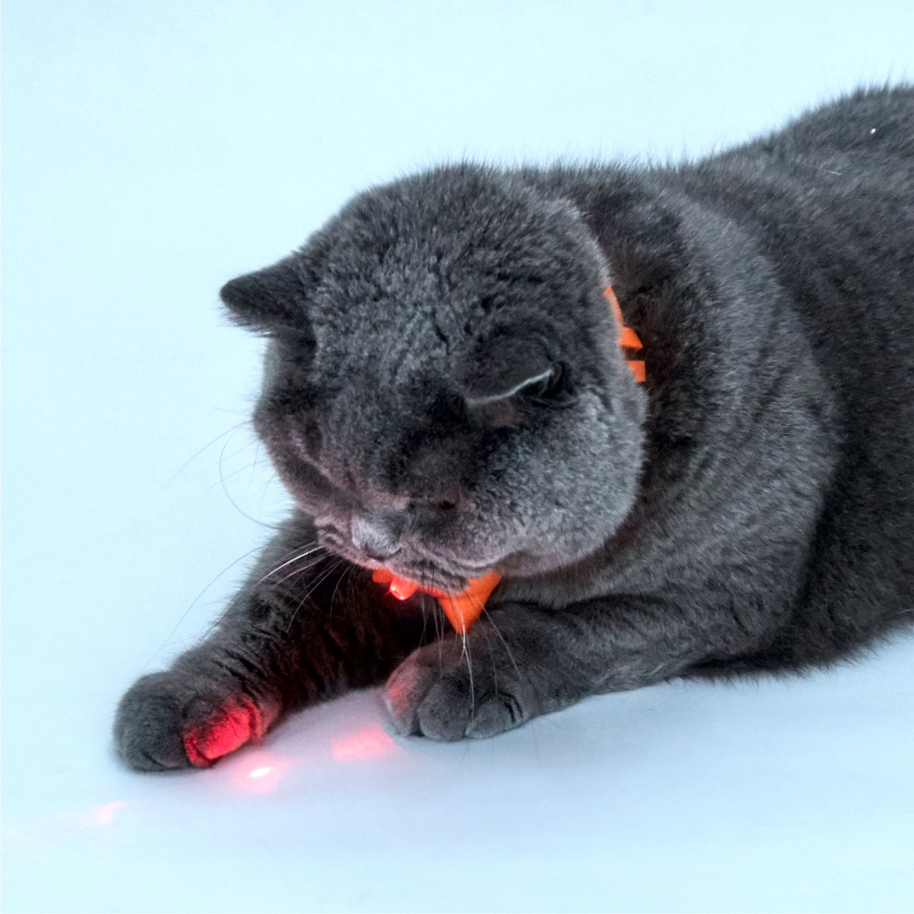 Barkbutler x Fofos Rechargeable Laser Collar Smart Toy for Cats image 7