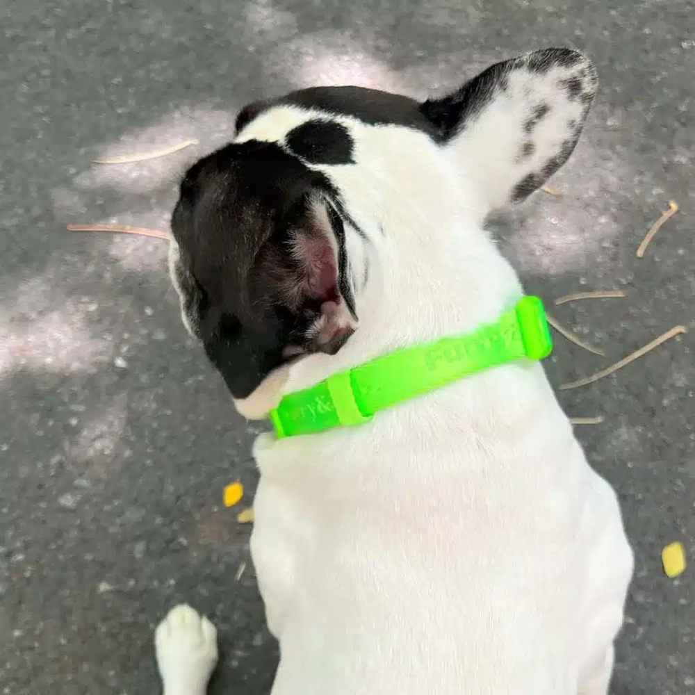 Furry & Co Ultra Collar for Dogs (Limelight) image 2