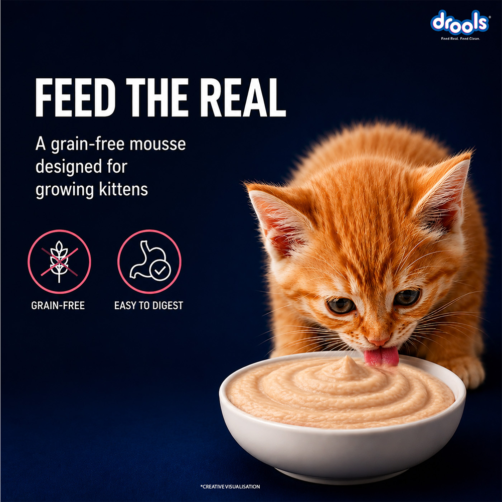 Drools Salmon Mousse Kitten Cat Wet Food image 3
