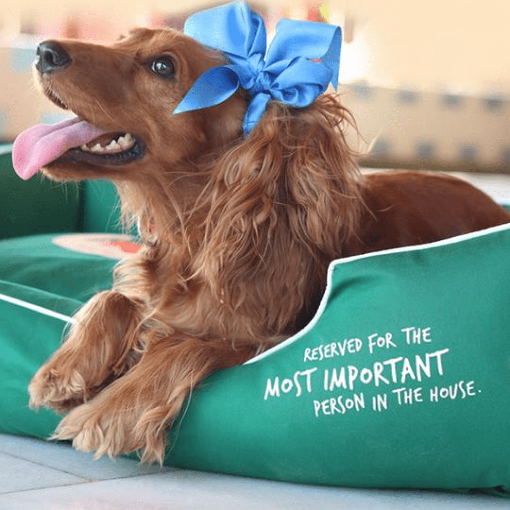 Captain Zack Dream Bedzzz for Dogs (Black) image 5