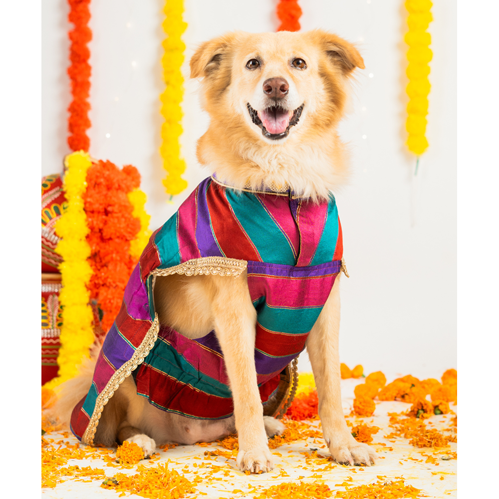 Pet Set Go Kurta for Dogs (Multi Coloured)