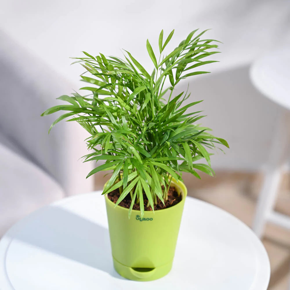 Ugaoo Bamboo Palm Pet Safe Plant with Self Watering Pot image 3