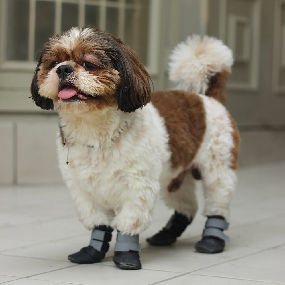 Pawgypets Walkies Everyday Shoe for Dogs (Black, Set of 4)