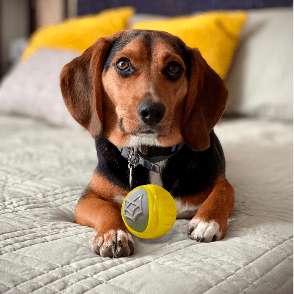 Barkbutler x Fofos Flexy Ball Ultra Bounce Toy for Dogs (Yellow & Grey) | For Aggressive Chewers image 8