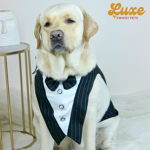 Pawgypets Luxe Stripe Bowtie Tuxedo for Dogs and Cats (Black) image 1