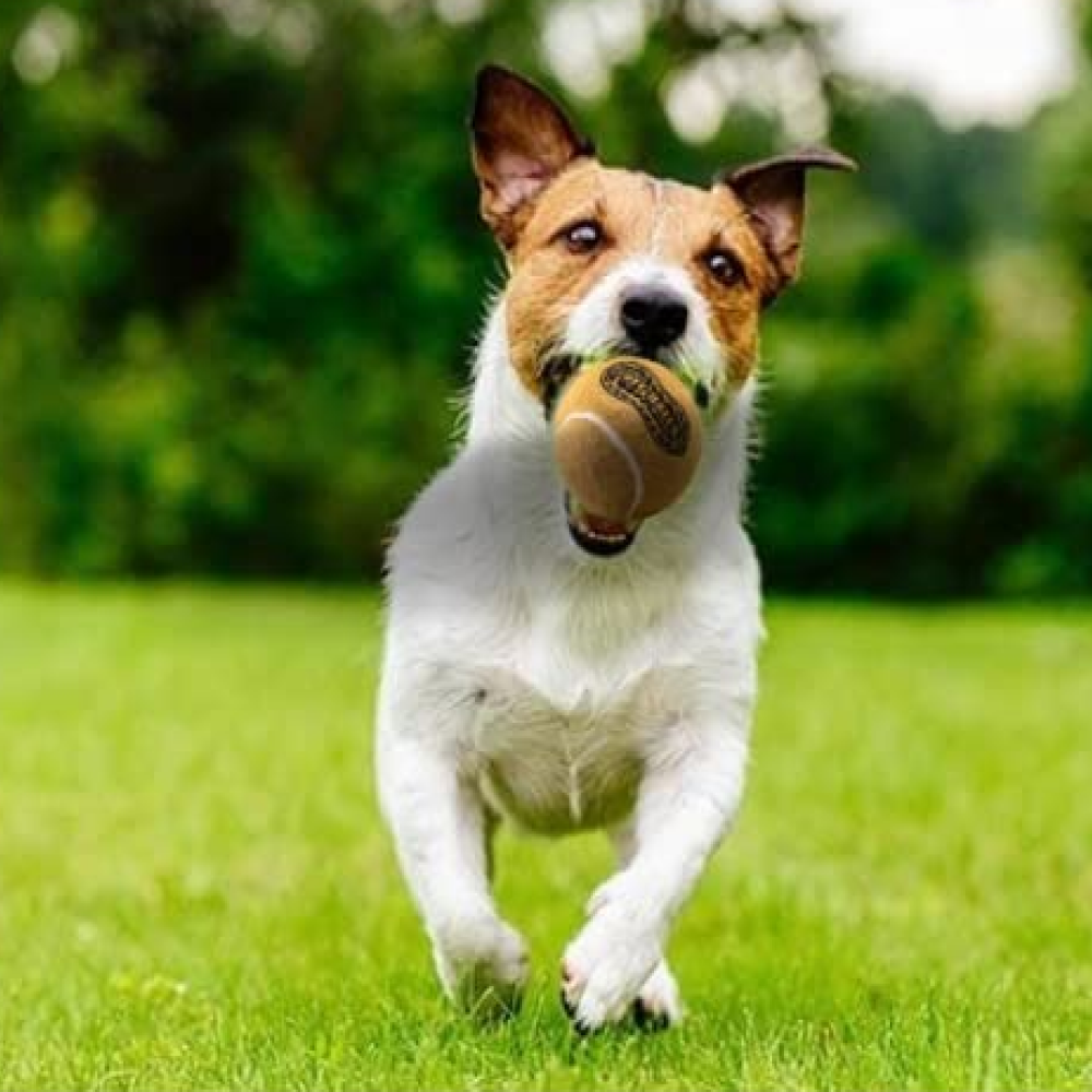 Petsport Peanut Butter Scented Tuff Ball chew Toy for Dogs image 7