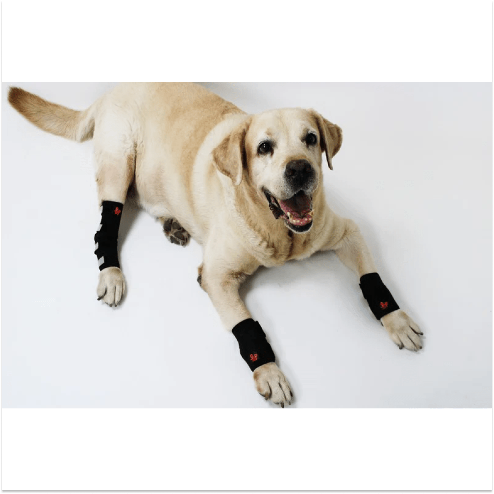 Lana Paws Back Leg Compression Braces for Hock Joint Ankle Support & Mobility for Dogs and Cats (Black) image 3