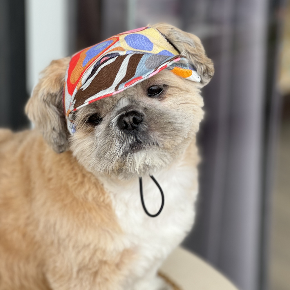 Pawgypets Cap for Dogs (Multi Color) image 3