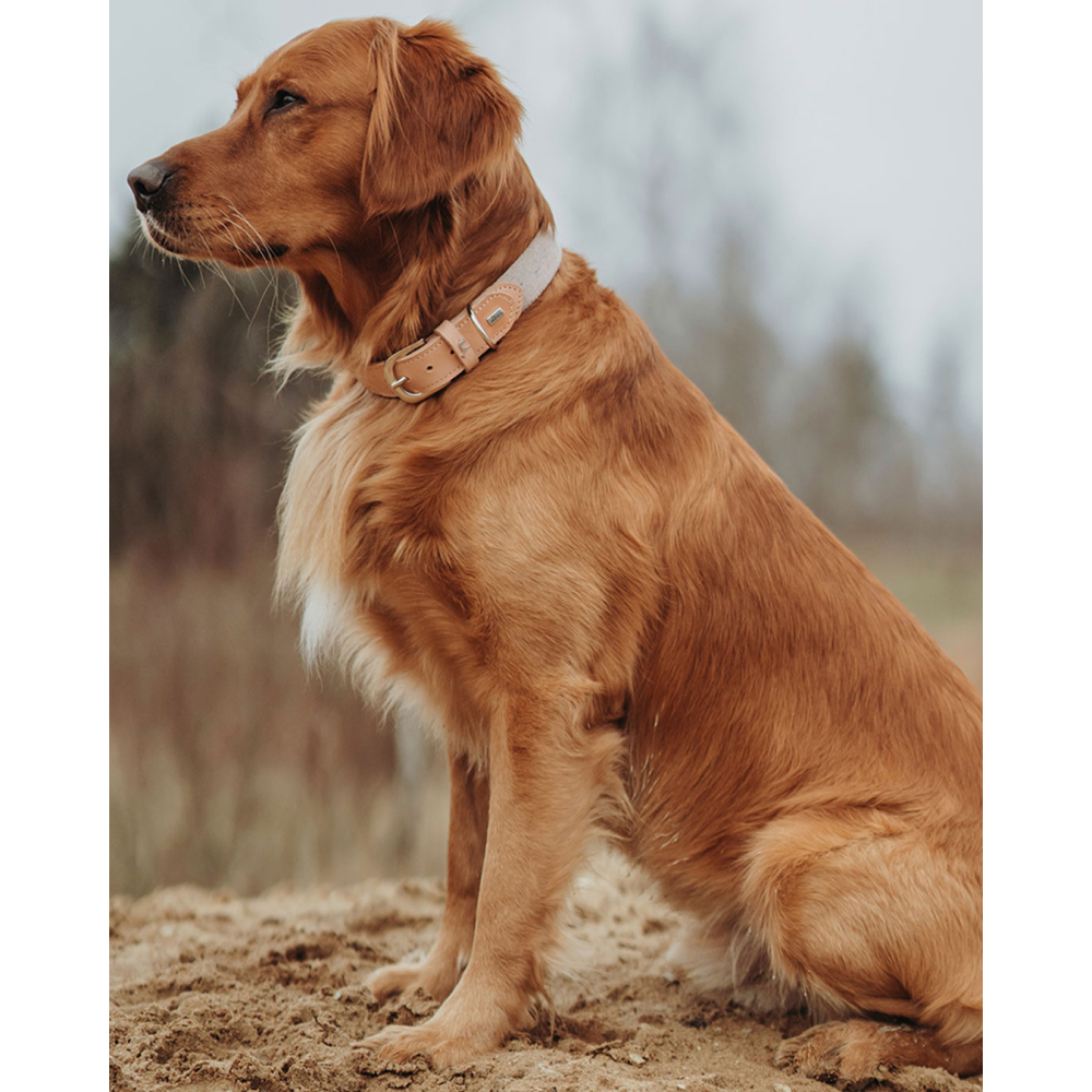 Hunter Trino Collar for Dogs (Grey) image 3